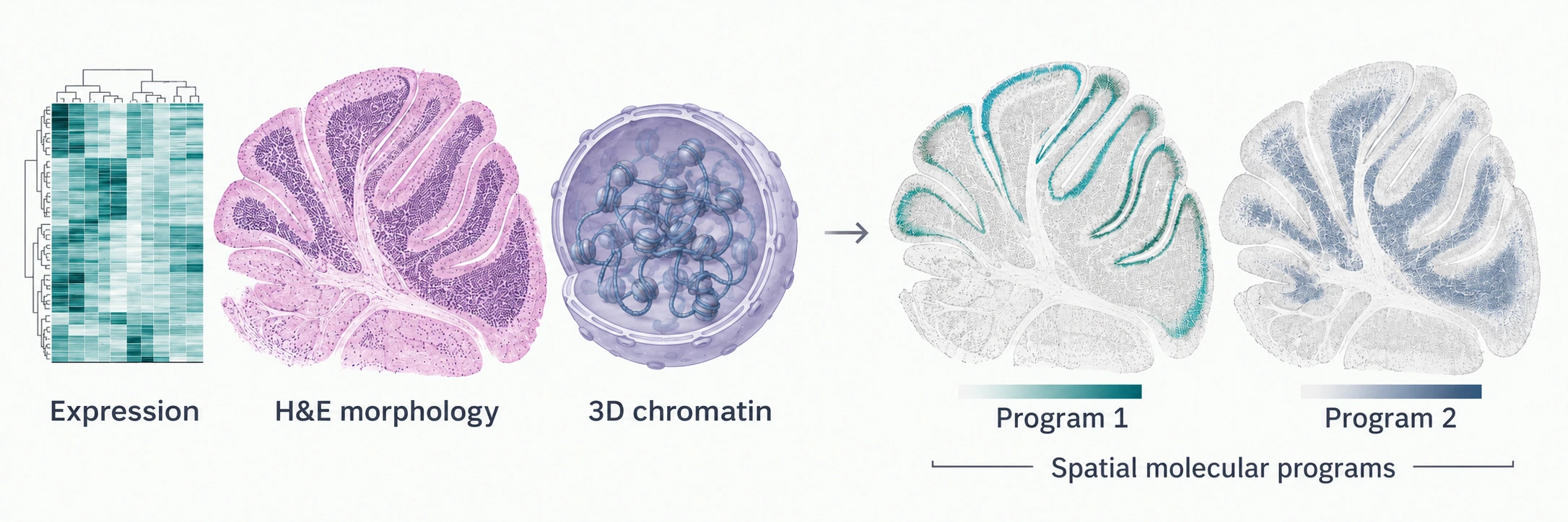 Expression measurements, H&E-style folded tissue morphology and nuclear chromatin linked to complementary molecular activity patterns across the same tissue anatomy