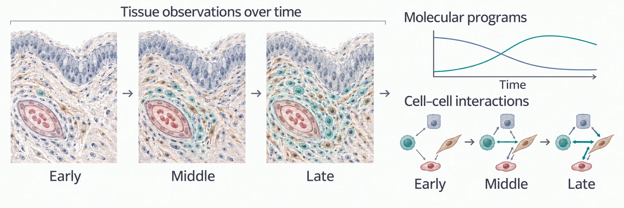 Three tissue snapshots with a growing vessel-associated neighborhood, paired with separate molecular-program curves and changing cell-cell interaction networks